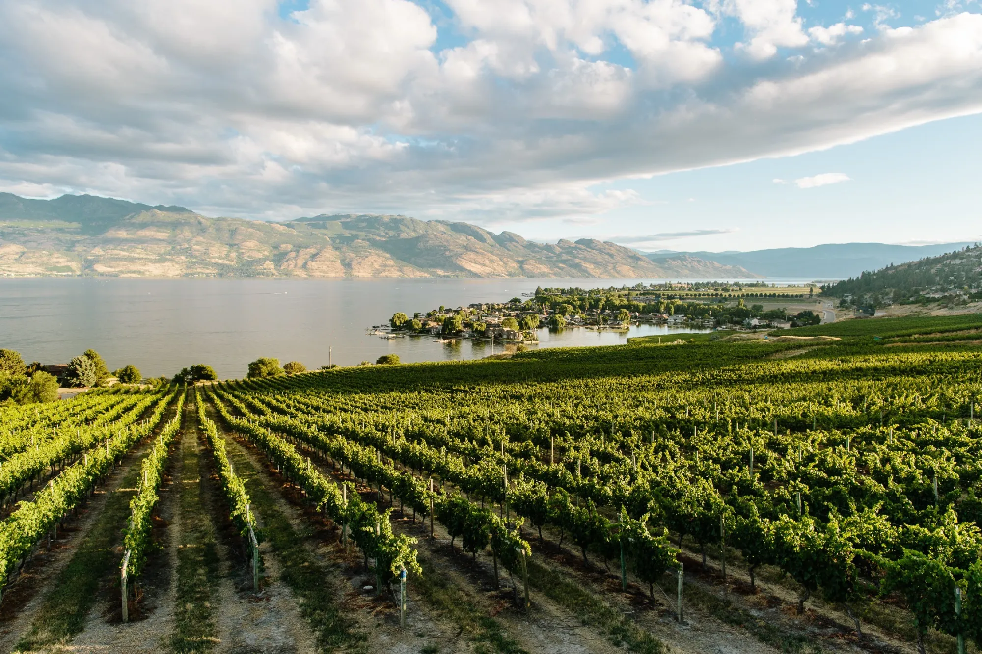 Okanagan Valley vineyard rows with Okanagan Lake and mountains in the background